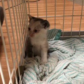 猫神様もう許してください‼︎の画像