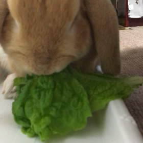 むしゃむしゃ♪♪♪の画像