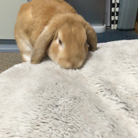 強風。。。Σ(ﾟ□ﾟ︎ﾉ)ﾉの画像