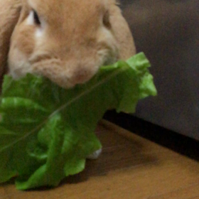 もしゃもしゃŧ‹"ŧ‹"ŧ‹"ŧ‹"(๑´ㅂ`๑)ŧ‹"ŧ‹"の画像