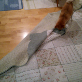 現行犯の画像