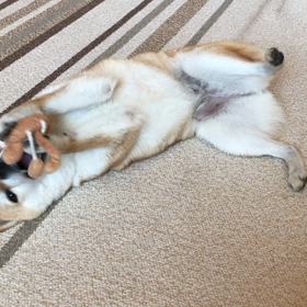得意な遊びの画像
