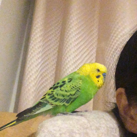 かわいいおしゃべり♩の画像