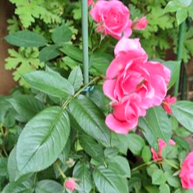 5月の薔薇の画像