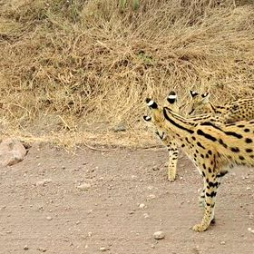 Serengeti Safari Adventuresの画像