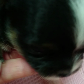 生後2週間！チワワベビーちゃんの画像