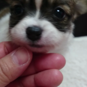 今日のぉ～チワワベビーちゃんの画像