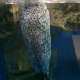 ごまふ！の画像