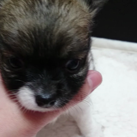 久々のチワワベビーちゃん(*^^*)の画像