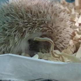 動くたわし！の画像