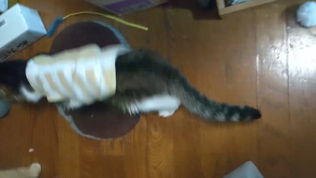弱ってきたなぁの記事動画