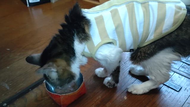 犬は左？の記事動画