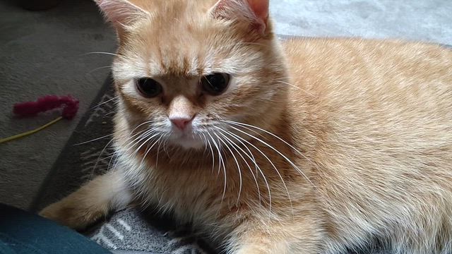 嫌なことは幾らでも思いつくの記事動画