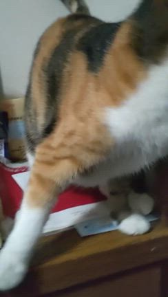 死を恐れる人間と生き抜きたい動物の記事動画
