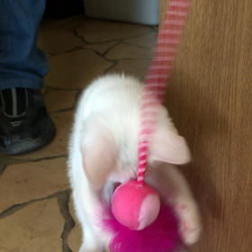 子猫の画像