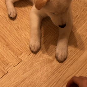 「待て」の練習したのに...笑の画像