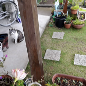 猫のDONペイの画像