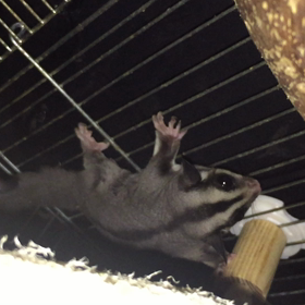My ももんが取り網     結果はいかに？の画像