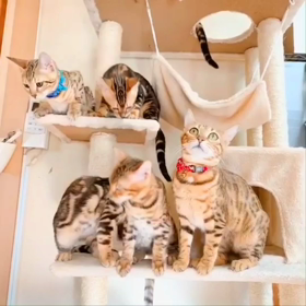楽しい動画の画像