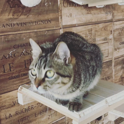 保護猫の家で人気のぐるぐる動画の記事動画