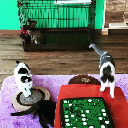 猫カフェ  朝の風景の記事動画