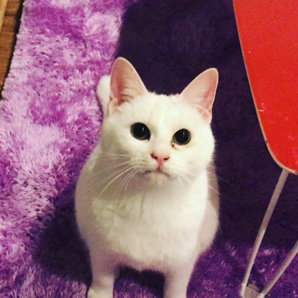 保護猫の家で人気のぐるぐる動画の記事動画