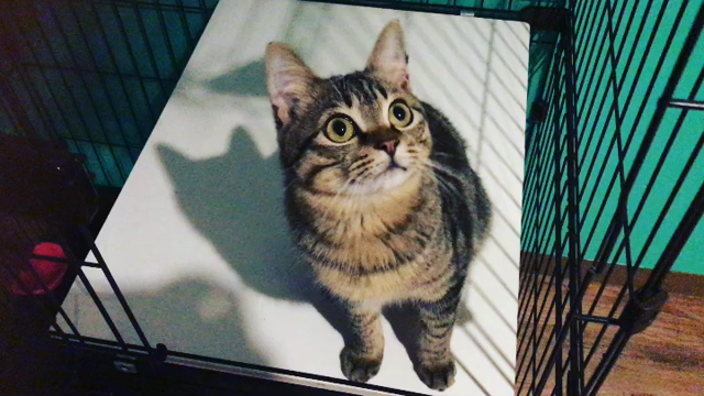 保護の家❇︎arigato  保護猫チャリティィ ビンゴ大会開催！の記事動画