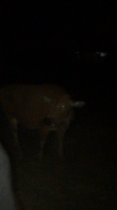 baliの動物  えんの記事動画