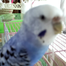 ノリノリなさくらの画像