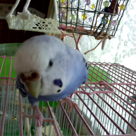 カメラの前でノリノリの画像