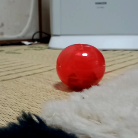 ともちゃんの運動会の画像