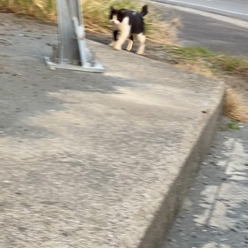 ももちゃん元気に、そして４日以上行方が分からなかったちょび髭ちゃん、みんなみんな、元気でいての画像