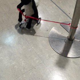 回っていた…(*^_^*)の画像