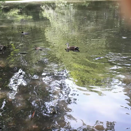 自然に癒される環境が素晴らしいの記事動画