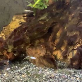 メダカの一部をコリパン水槽への画像