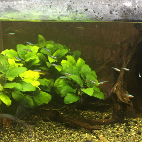 お魚さん我が家への画像
