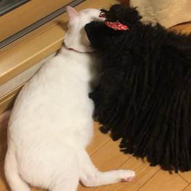 舐め舐めの画像