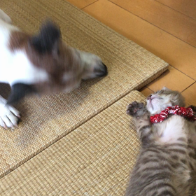 ガード ドッグの画像