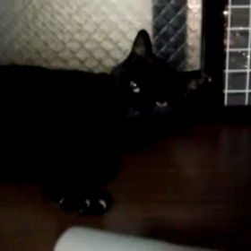 スーちゃんのトライアルの画像