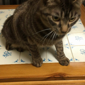 冬の男闘呼組猫部の画像