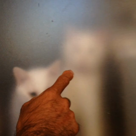 枕元に白い影の画像