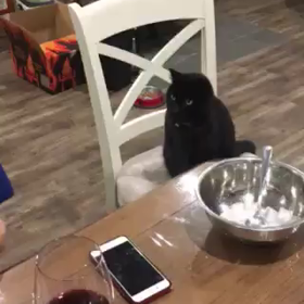 お手をする我が猫の画像