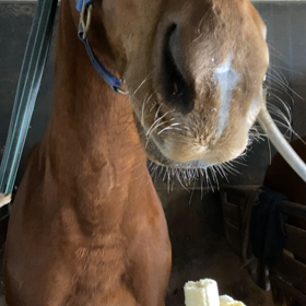 ピノ(競走馬)の成長の画像