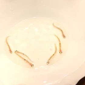梅林の画像