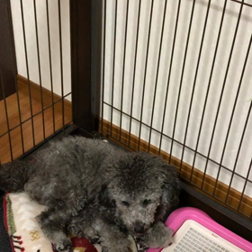 猫疑惑の画像
