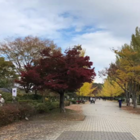 埼玉秩父ミューズパークの画像