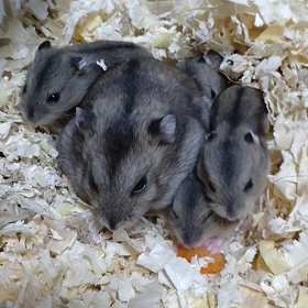 公と俺氏のサブマリン生活の画像
