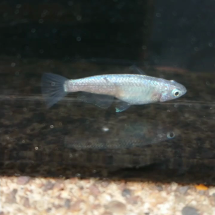 はーやーくーーーー！の記事動画