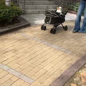 わんちゃん孝行の画像