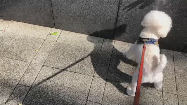 愛犬きゅん太くんが幼稚園の体験入園♡の記事動画